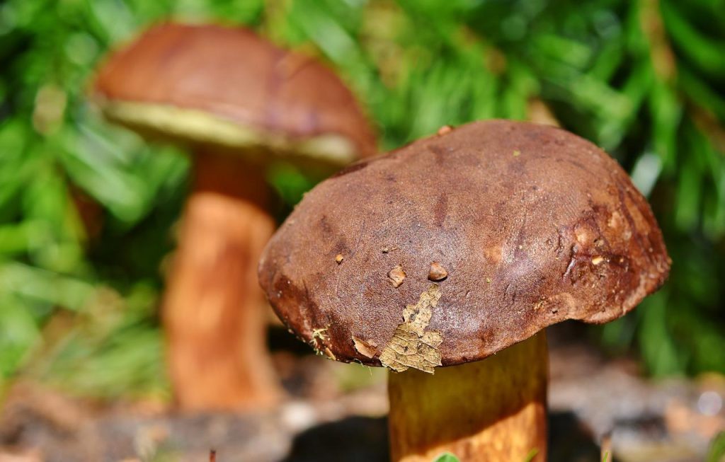 chestnut bolete, mushroom, fungus-3708755.jpg